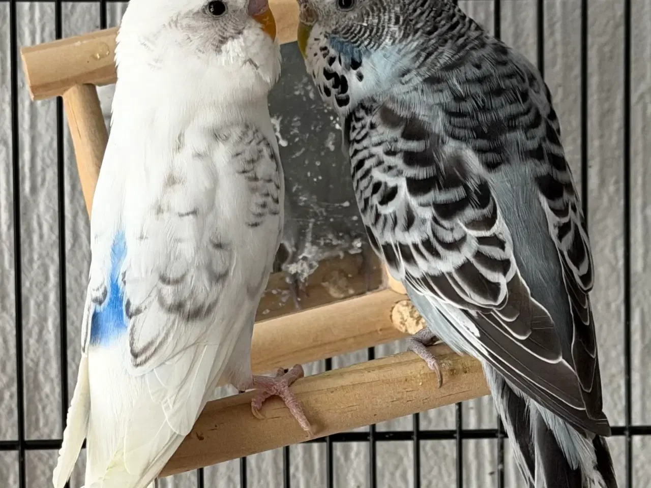 Billede 11 - Australske undulater 