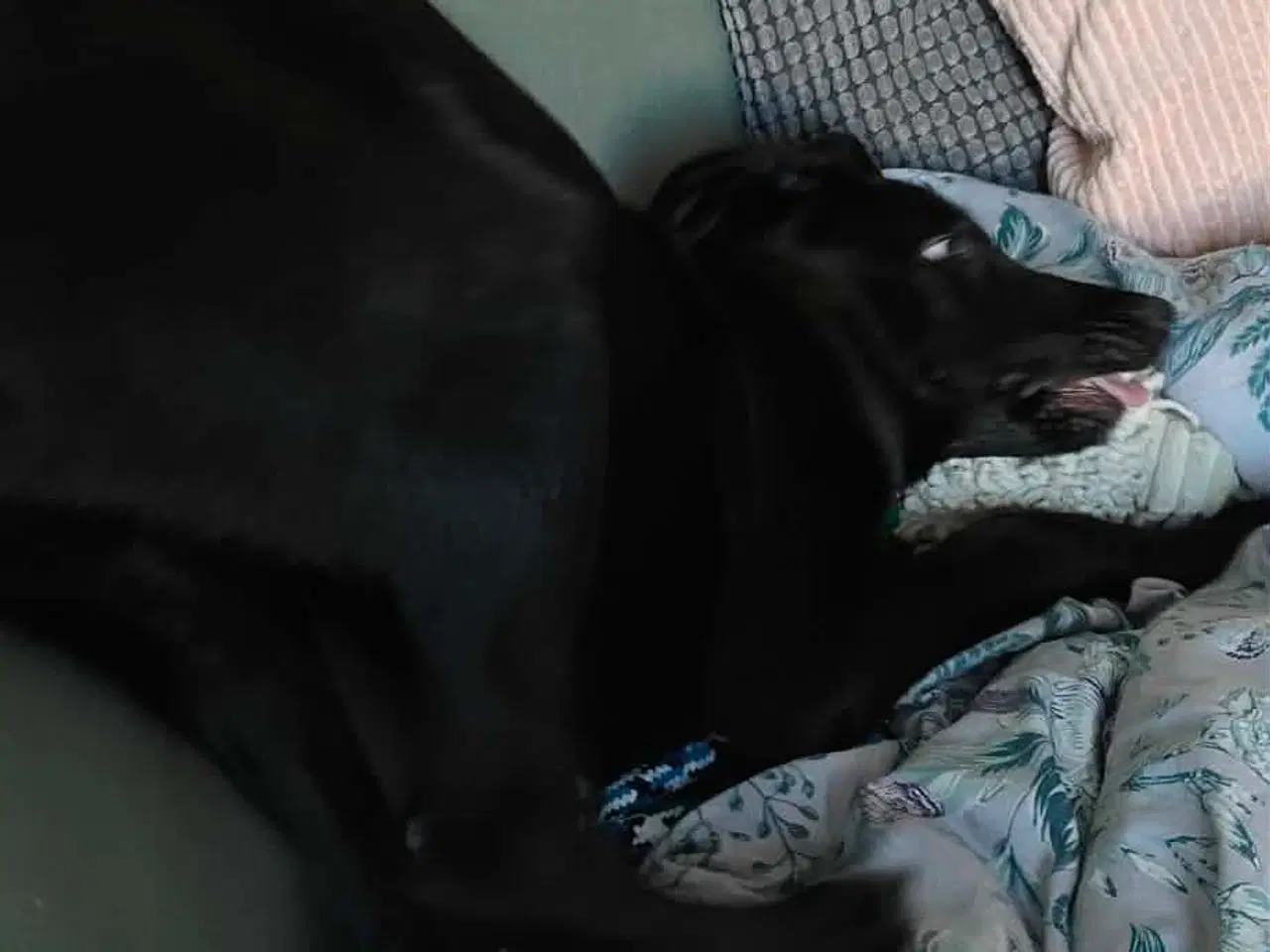 Billede 7 - Skønne Atlas søger egen familie 💙