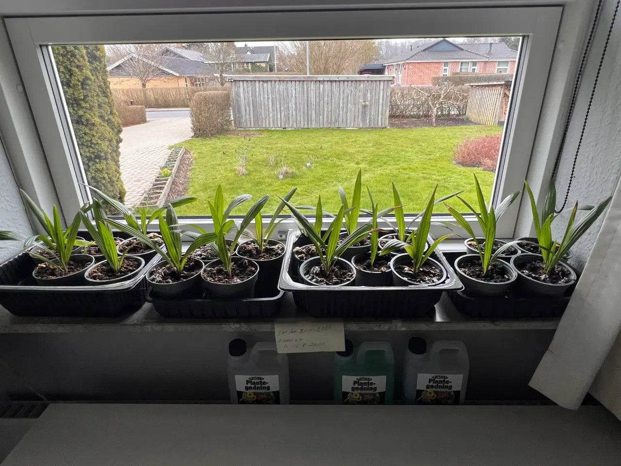 Billede 3 - Palmer Dansk produceret