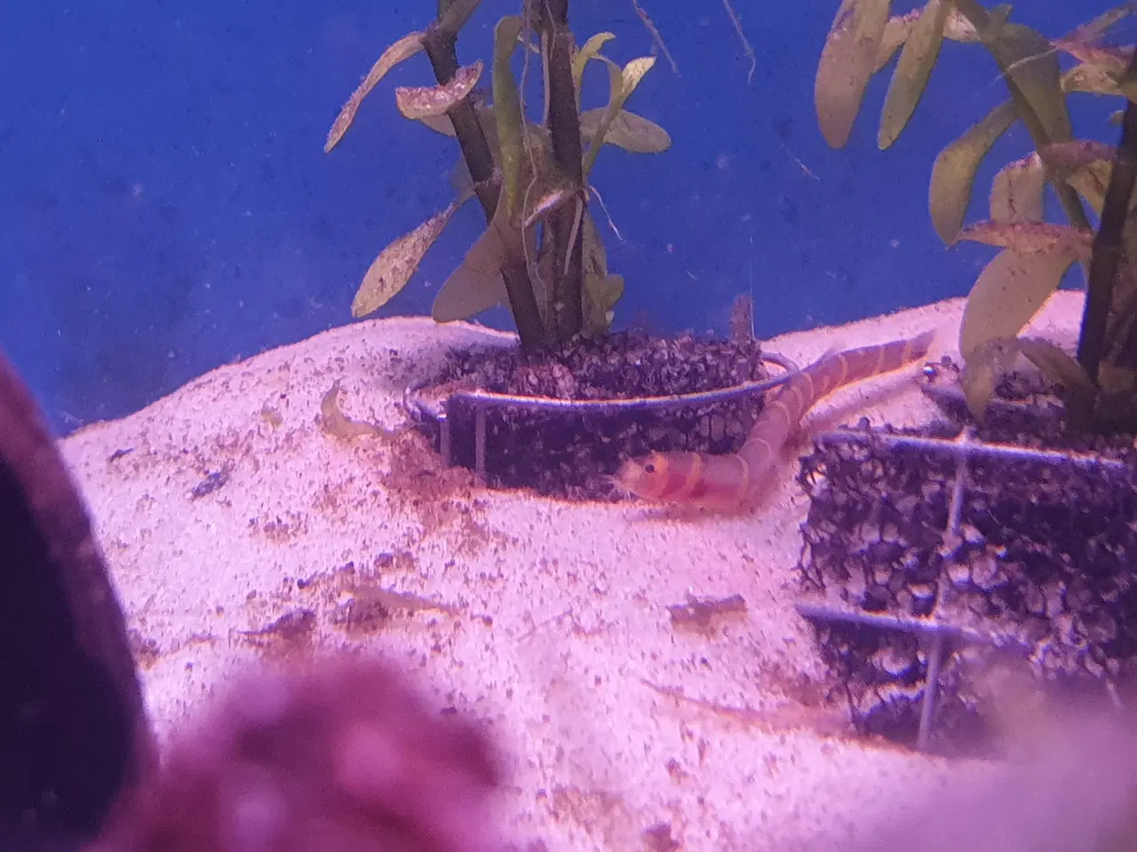 Billede 10 - KUHLI ÅL