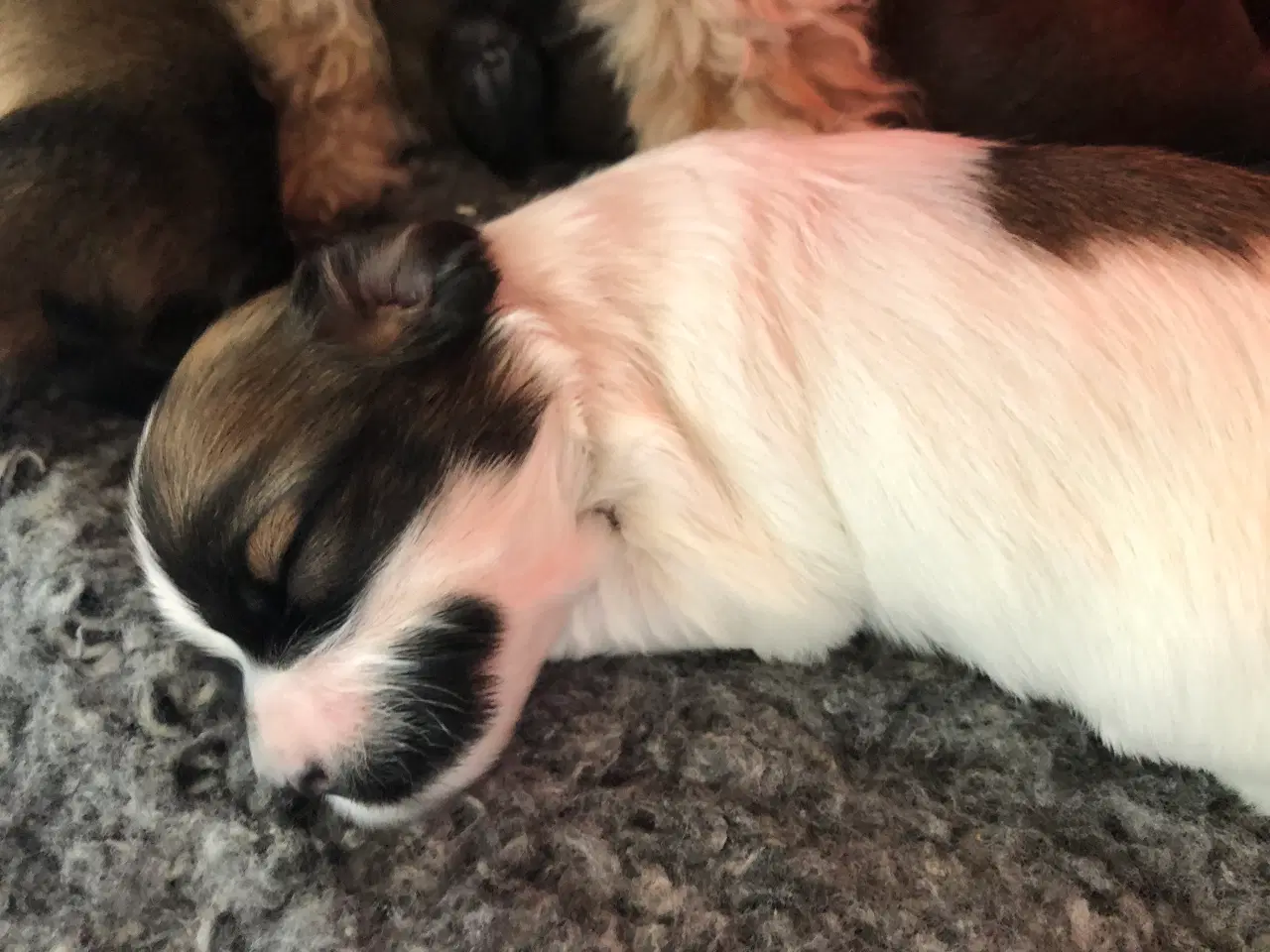 Billede 2 - Bichon Havanais  født 21/2-26