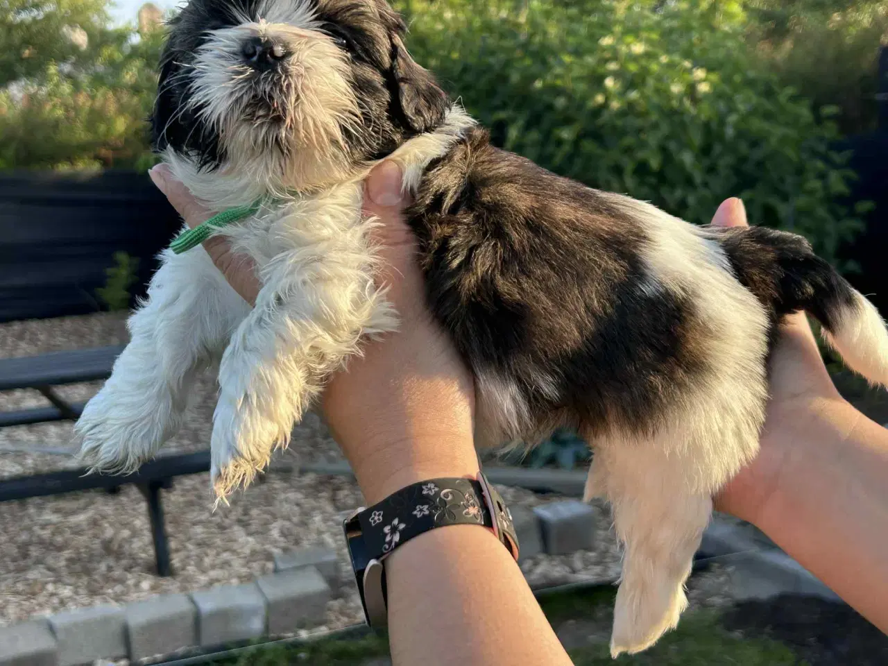 Billede 7 - Shih tzu hvalpe 