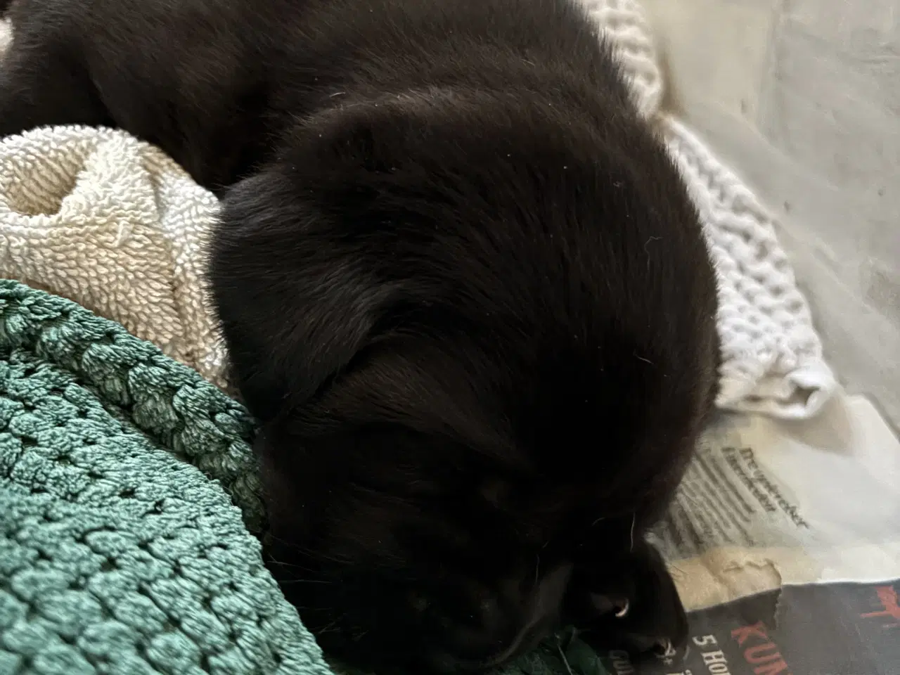 Billede 1 - Labrador hvalpe