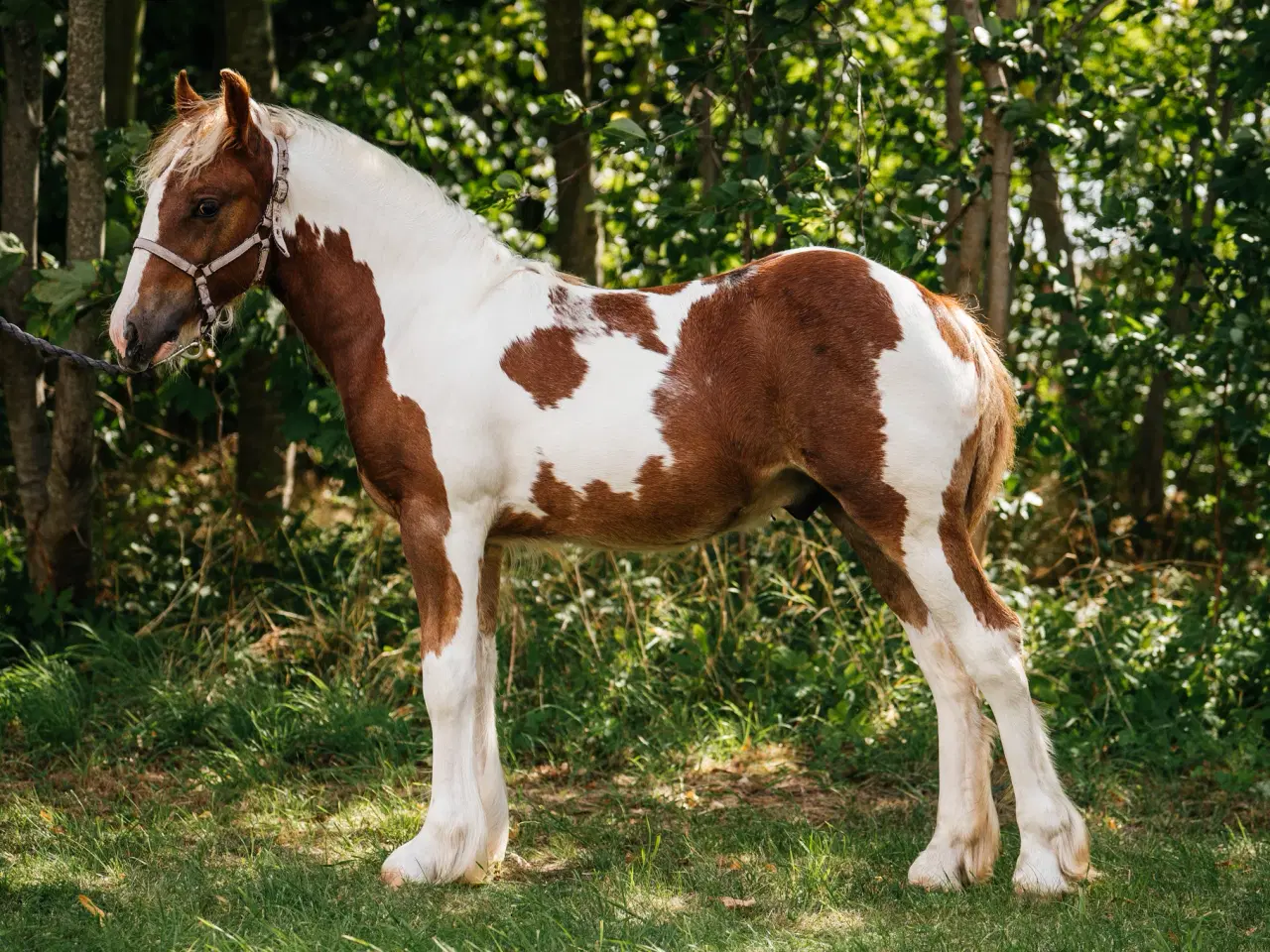 Billede 4 - Smukt Irish cob hingsteføl 