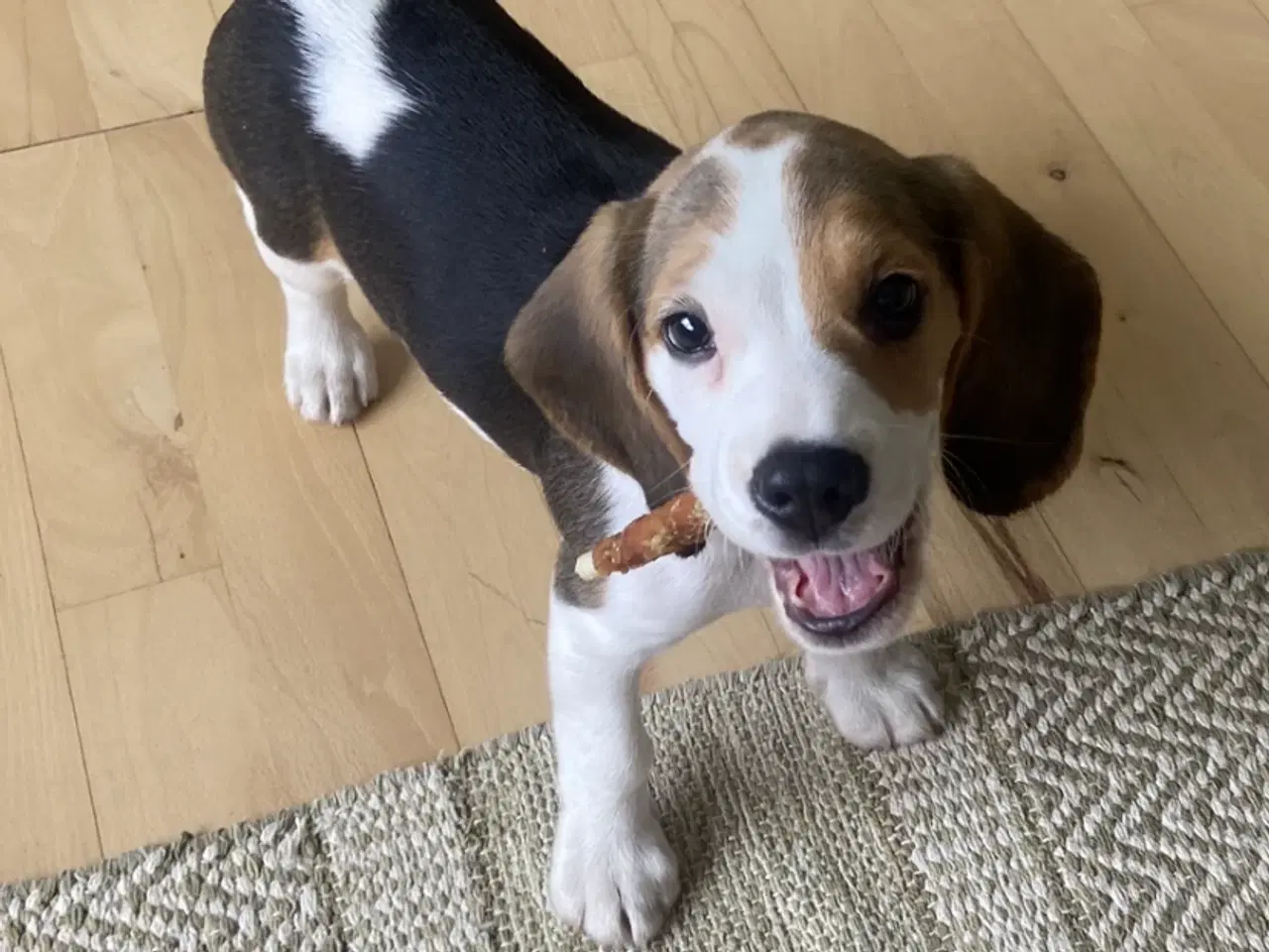 Billede 4 - Beagle pigehvalp
