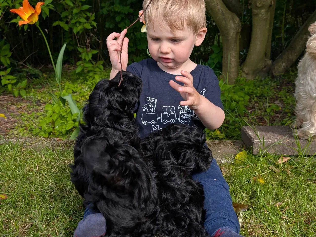Billede 5 - Rumle og børste - Maltipoo