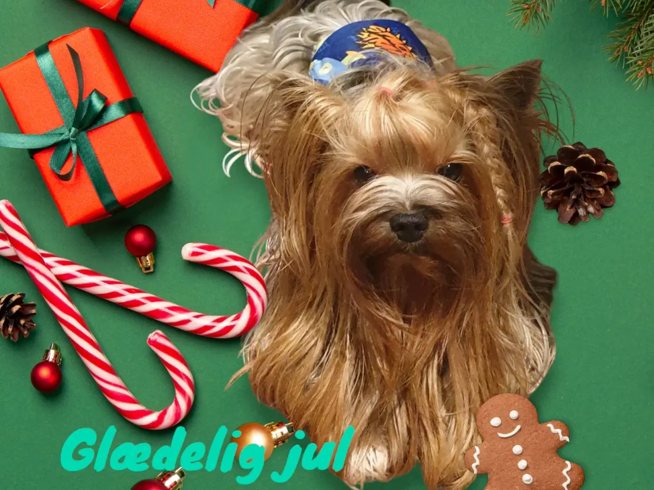 Billede 2 - Smuk Yorkshire terrier hanhund  tilbydes til avl!