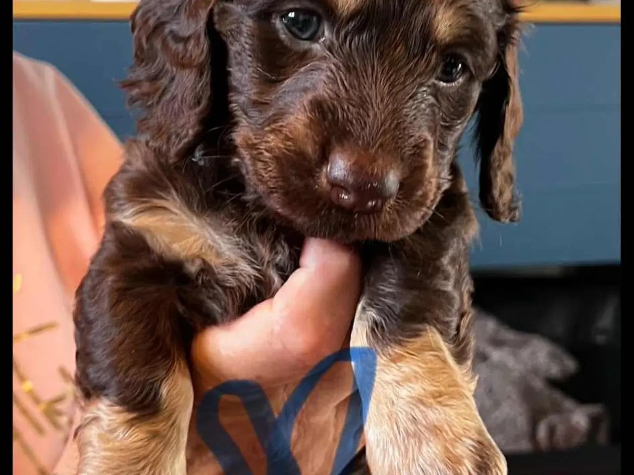 Billede 7 - Gravhunde hvalpe sælges 🐕
