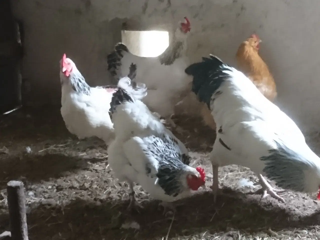 Billede 1 - lys sussex