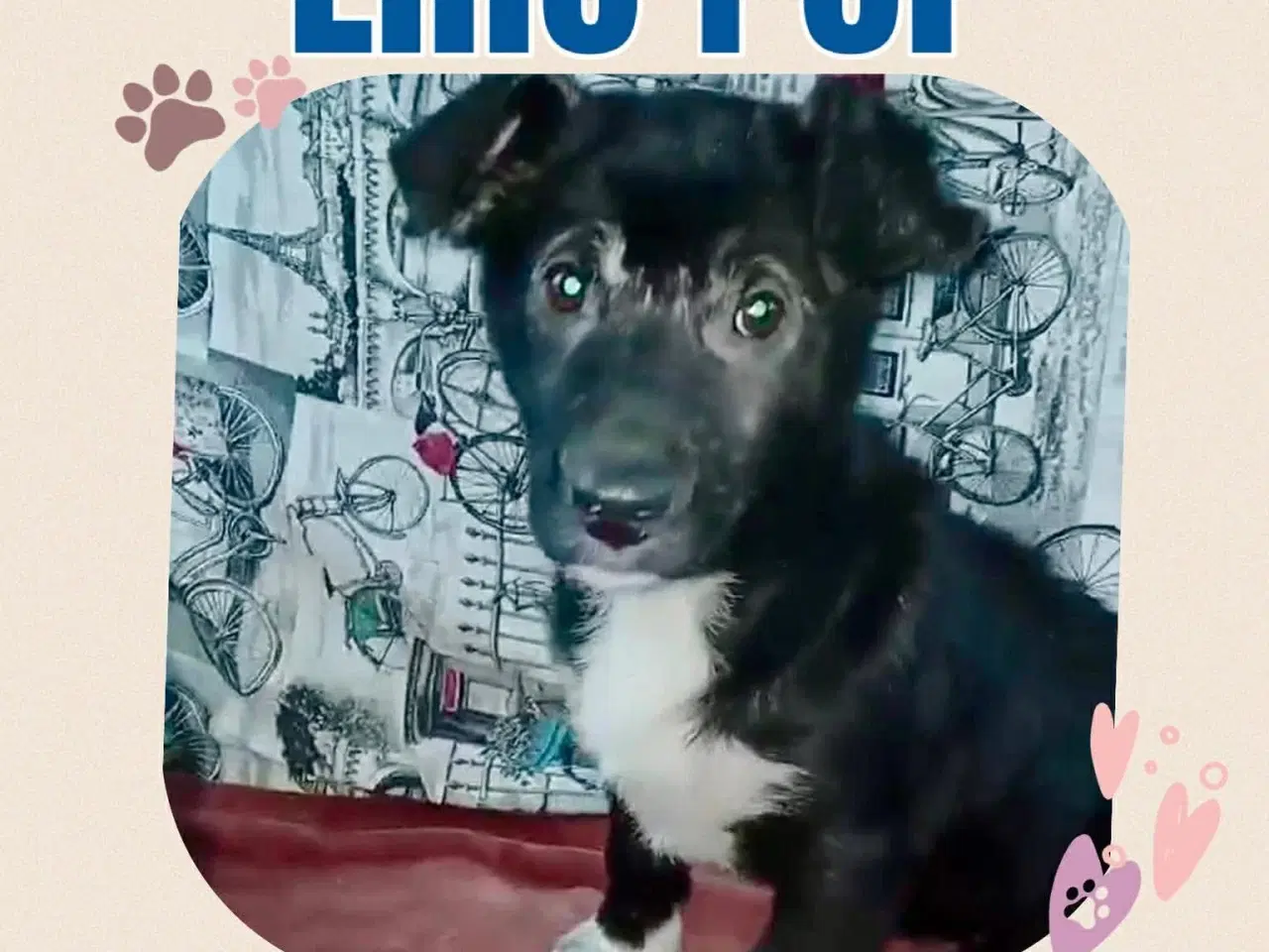 Billede 5 - Lille Per ønsker sig et hjem 