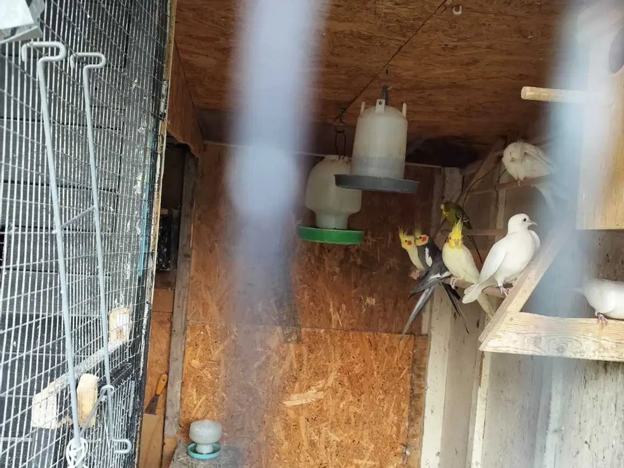 Billede 3 - Tre nymfeparakit 