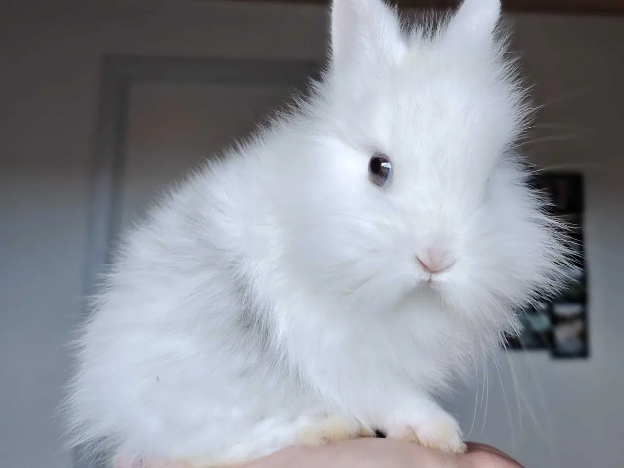 Billede 1 - 5 Stk. 100 % Indendøres Fri-Kaniner 🐰