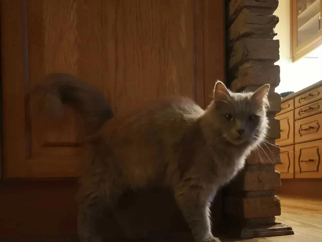 Billede 5 - Sød Ragdoll/Maine coon hunkat søger nyt hjem.