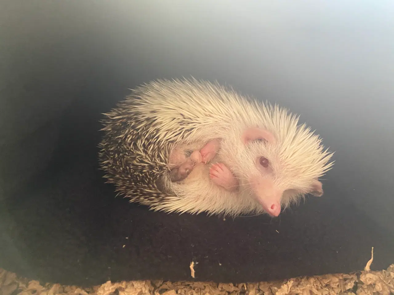 Billede 14 - Afrikansk Pygmæ Pindsvin