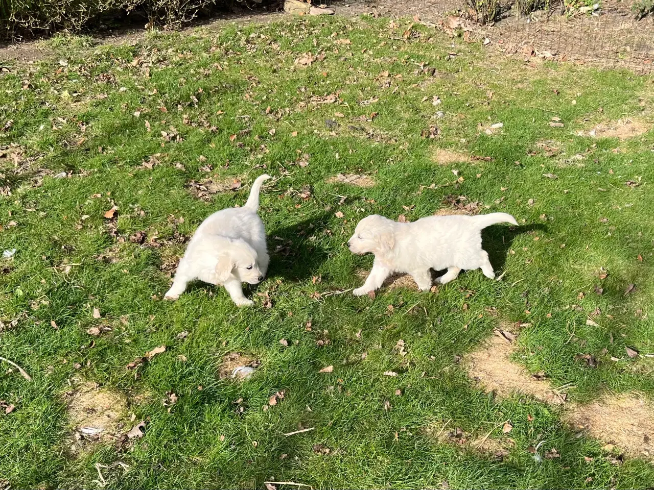 Billede 11 - 7 Golden retriever hvalpe sælges