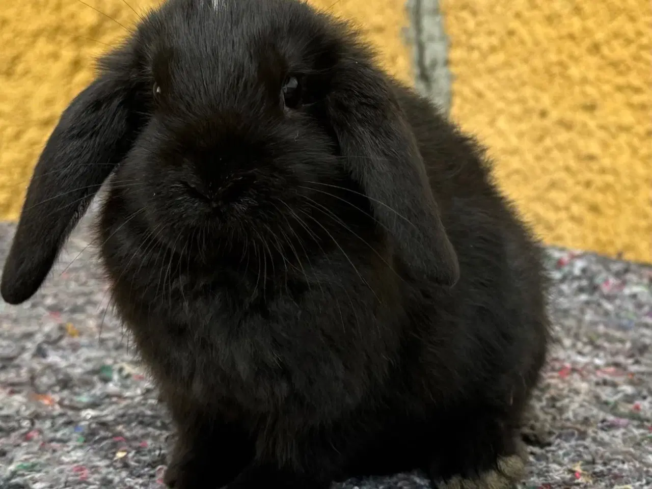 Billede 8 - Han Dværgvædder unge sælges 