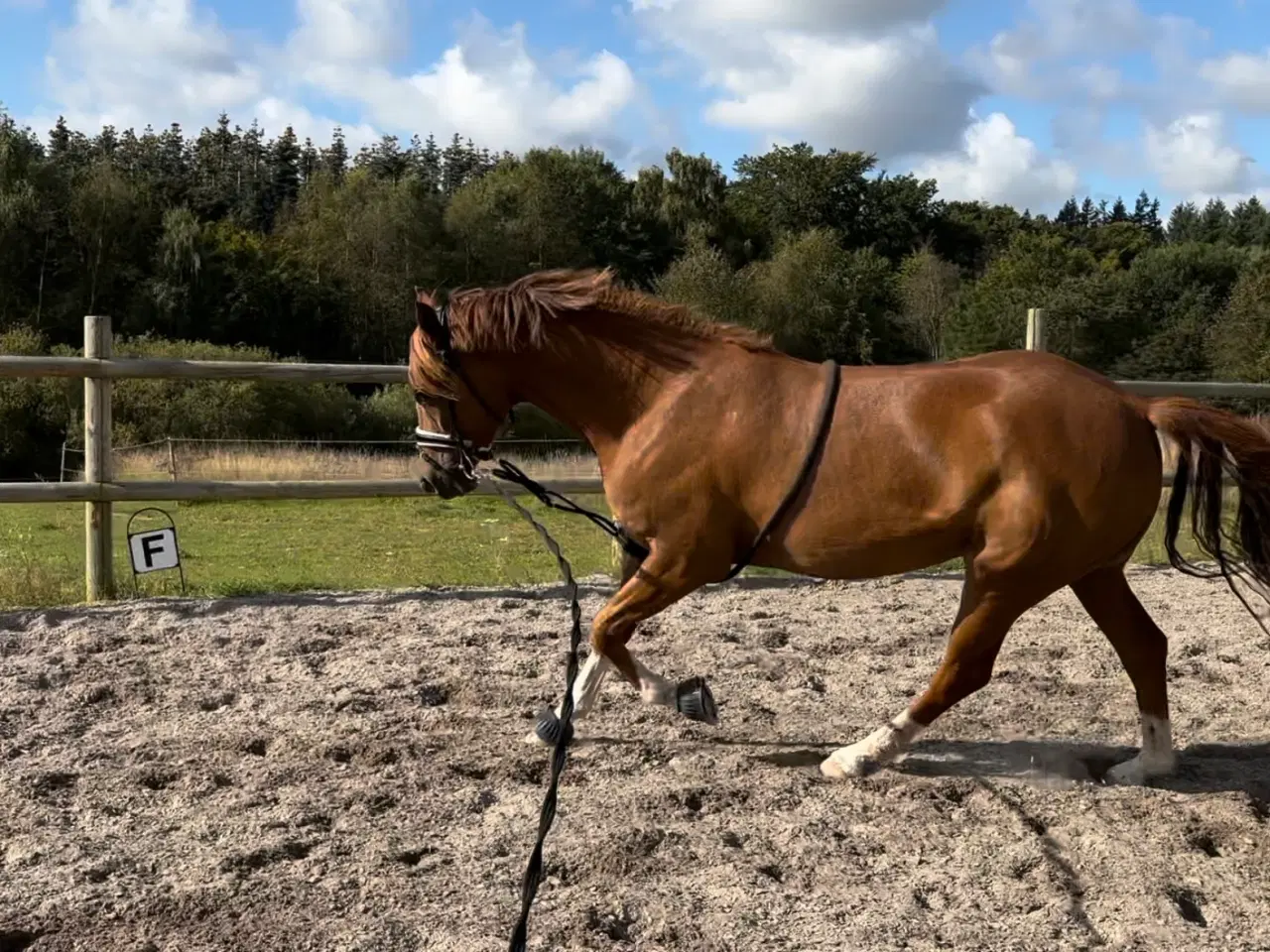 Billede 6 - Araber/DV vallak 6 år