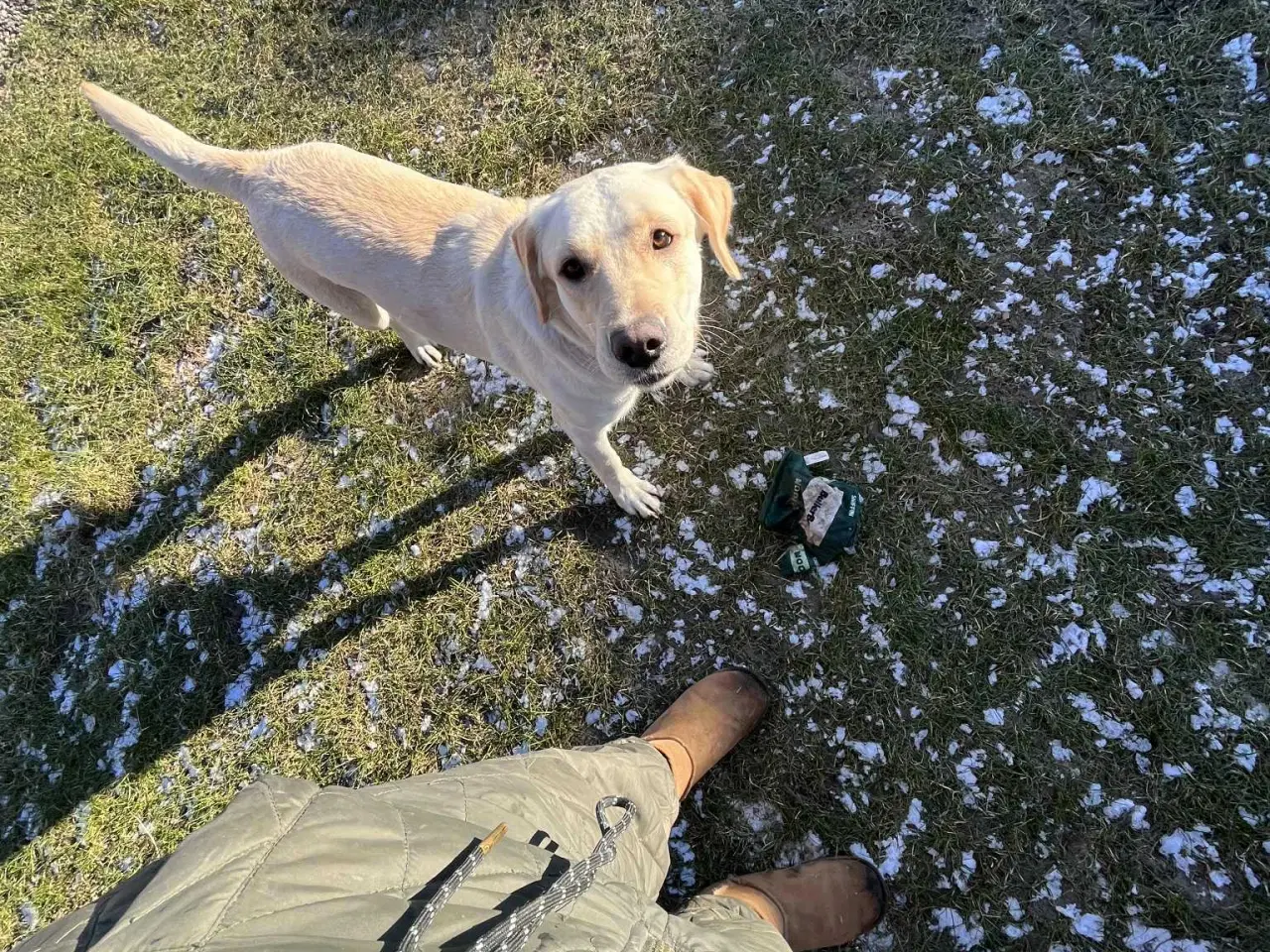 Billede 2 - Golden/Labrador retriever Hund