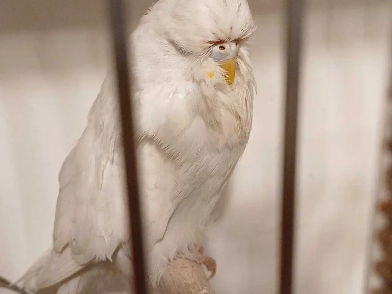 Billede 8 - Engelske undulater