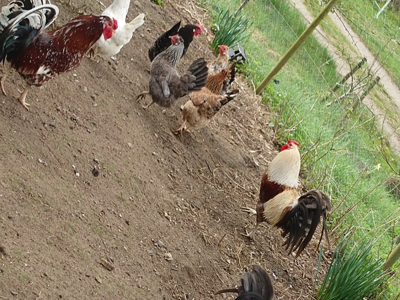 Billede 6 - Daggamle kyllinger af islandske landnámshøns