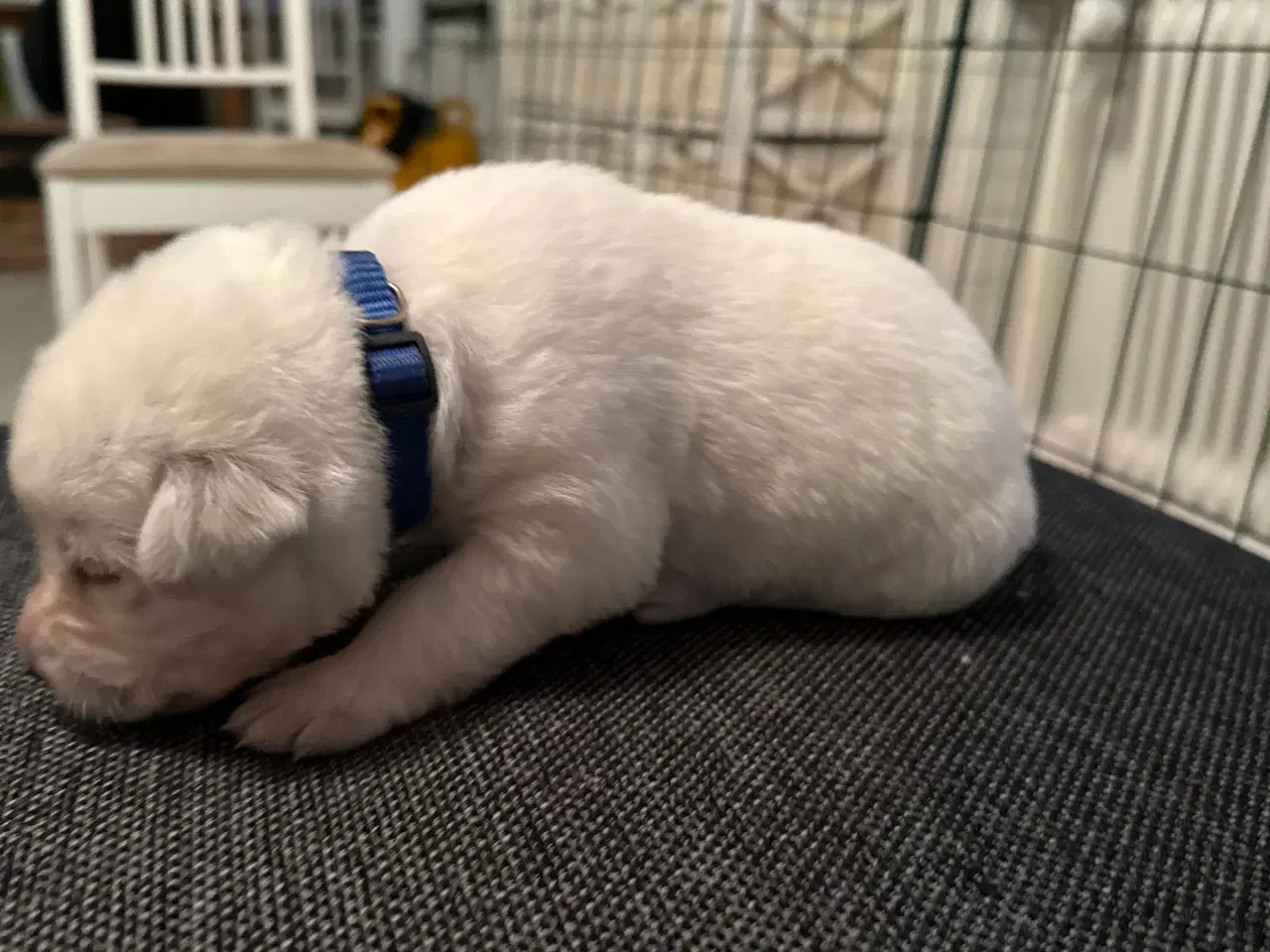 Billede 5 - Ønsker i en blød julegave 3 tilbage