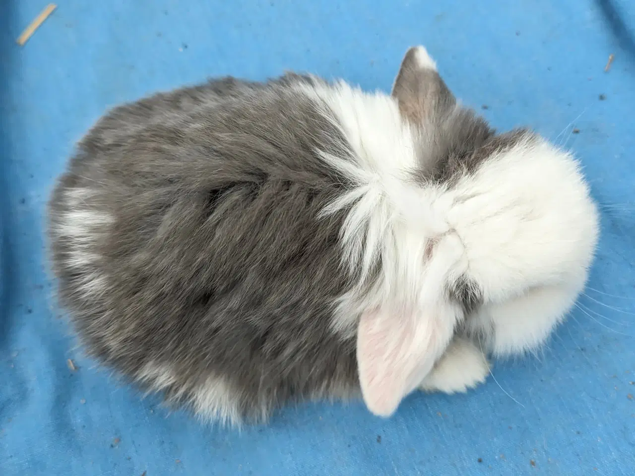 Billede 5 - Minilop kaninunge sælges 