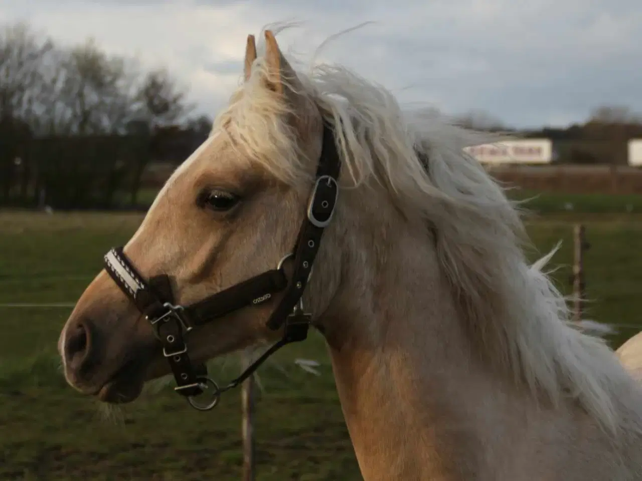 Billede 3 - Smuk Pony Welsh Partbred 1 år 130 cm.