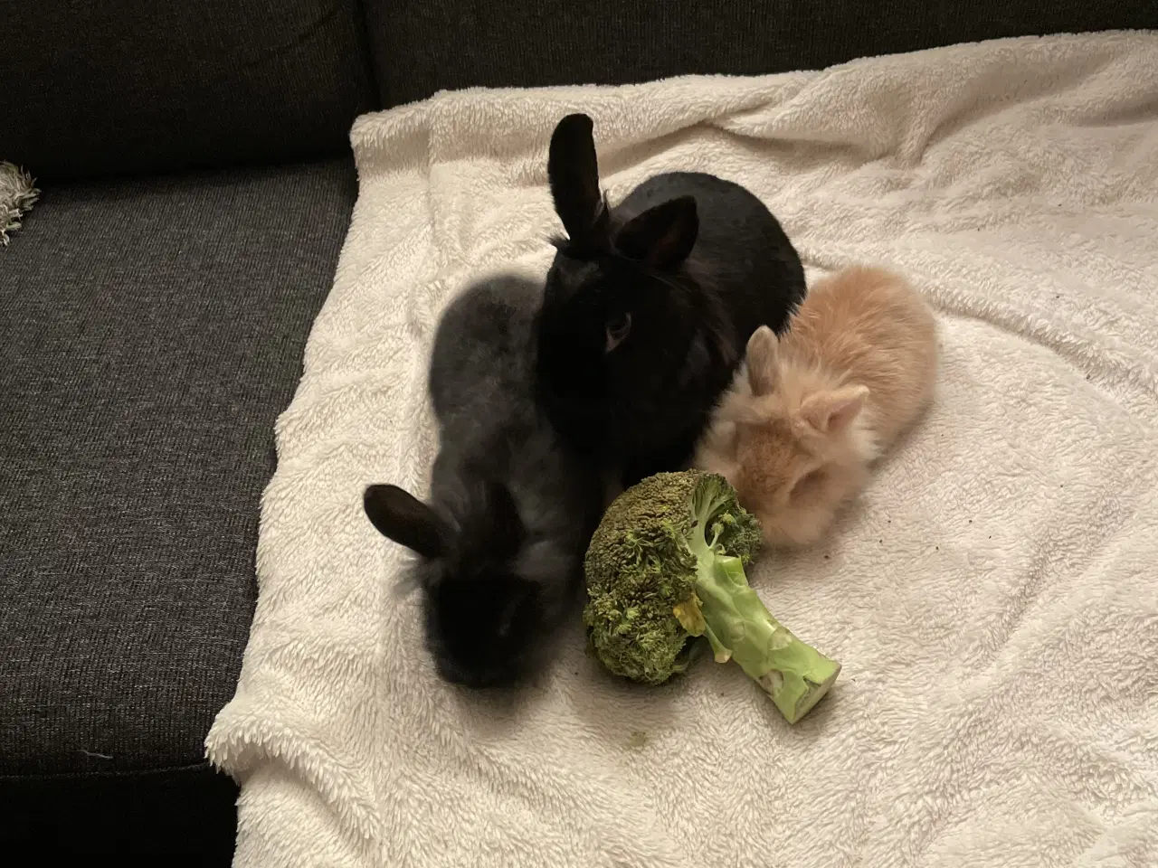 Billede 1 - Dværg Løvehovedet unger