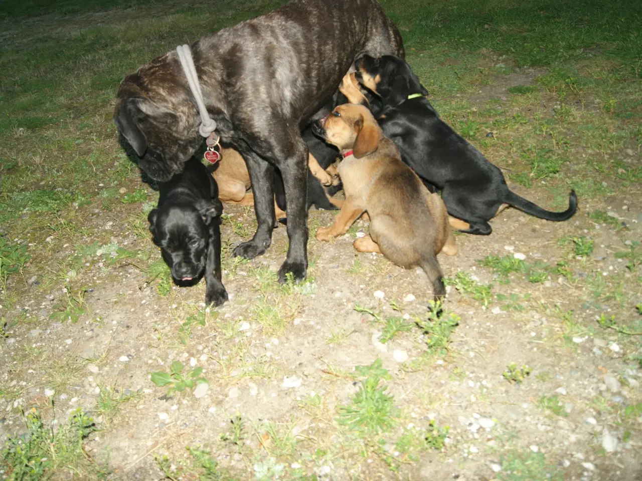 Billede 9 - 10 ugers Hvalpe søger Madmor, familie. 