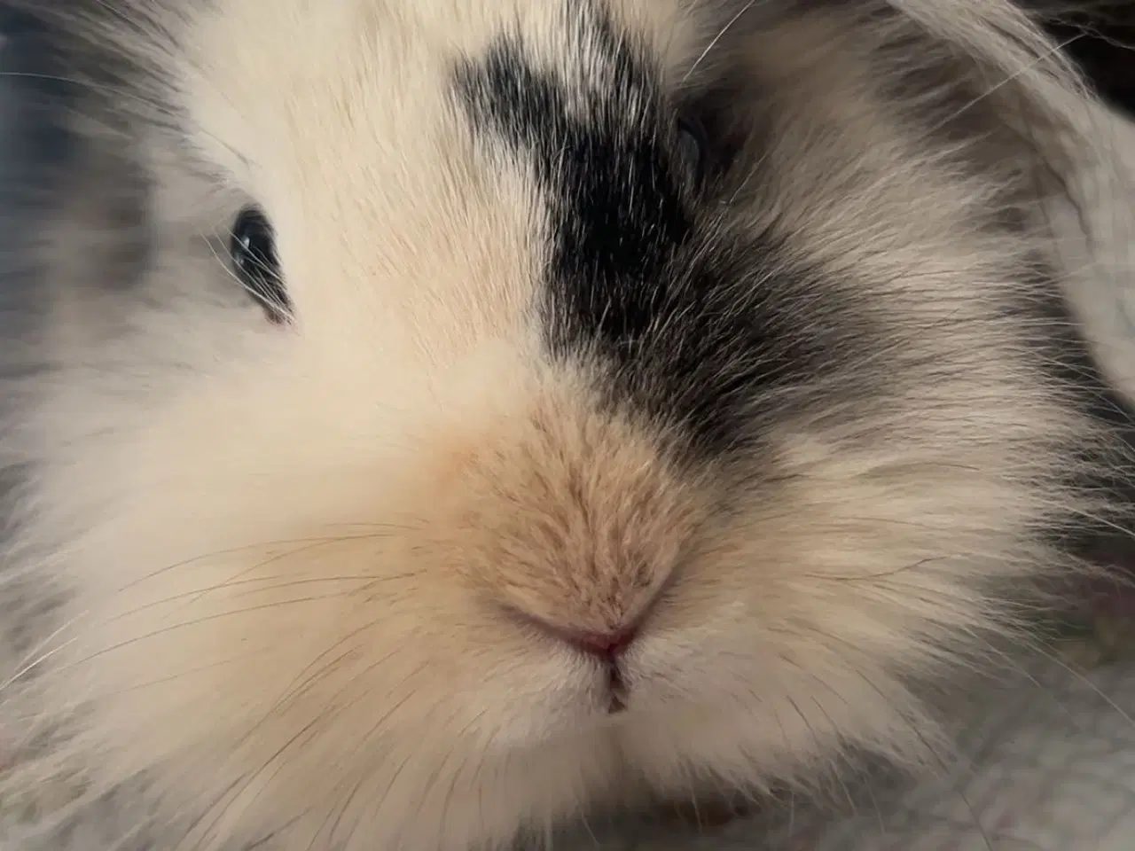 Billede 2 - Løvedhoved/rex hun kanin