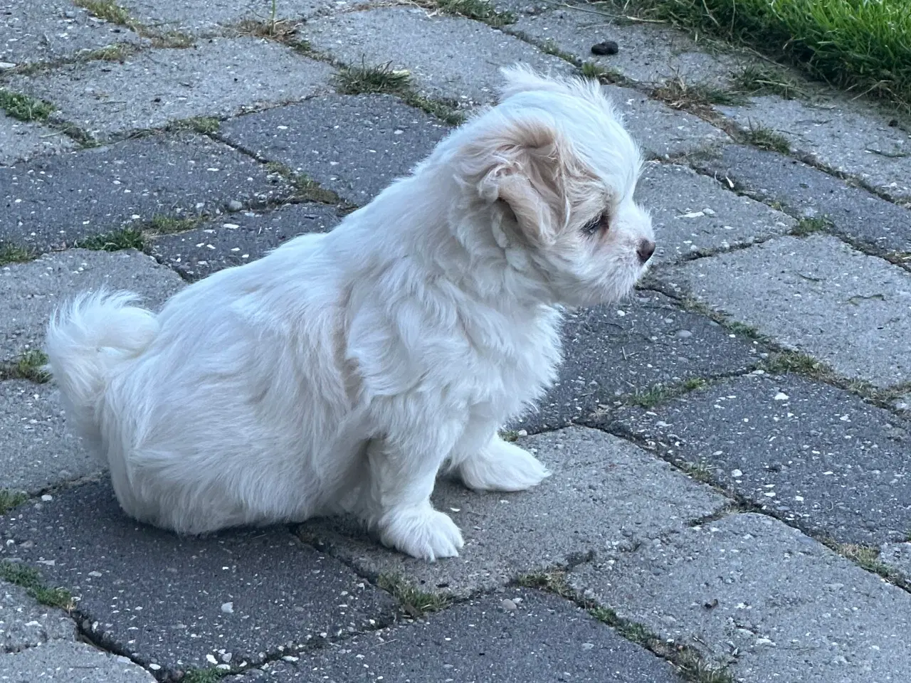 Billede 3 - Shih ztu / Malteser Han hvalp 
