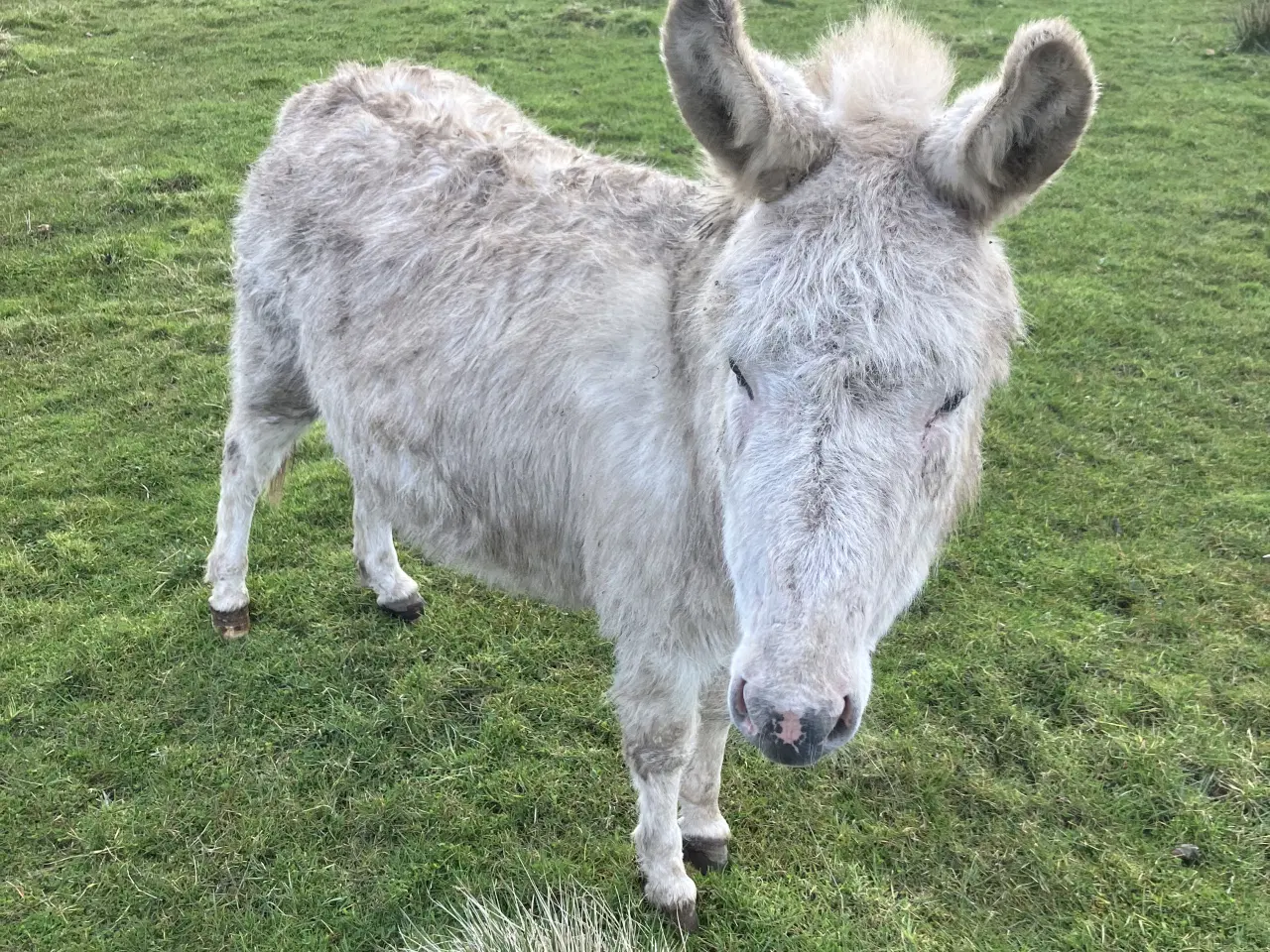 Billede 1 - Æsel hoppe