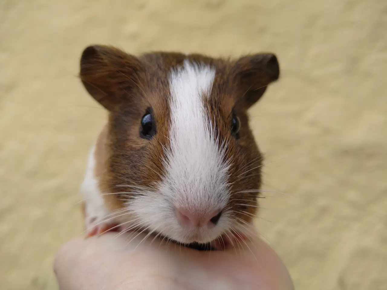 Billede 4 - 3 hun unger, søstre at vælge imellem 