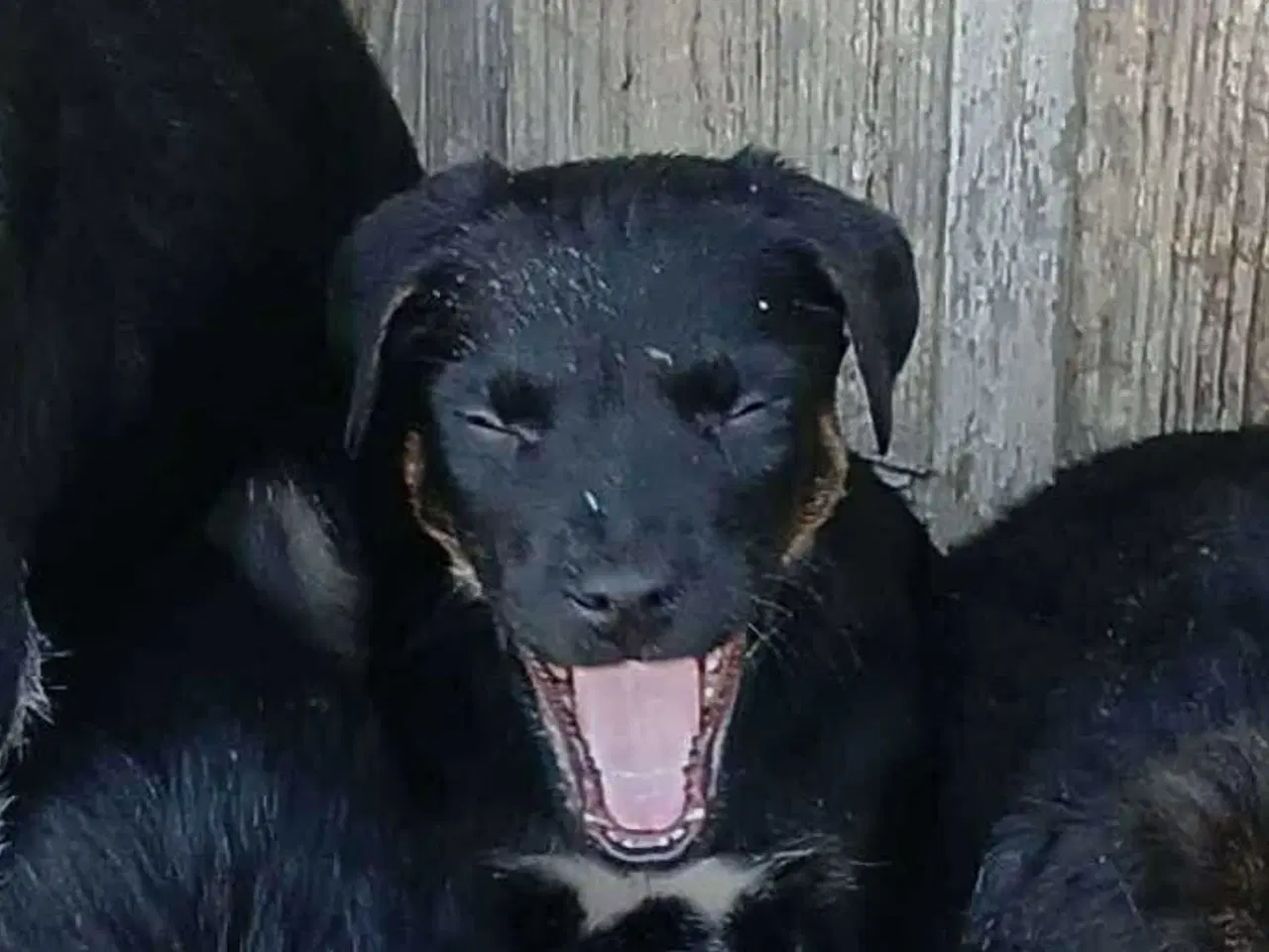 Billede 6 - Lille søde Grace leder efter sin helt egen familie