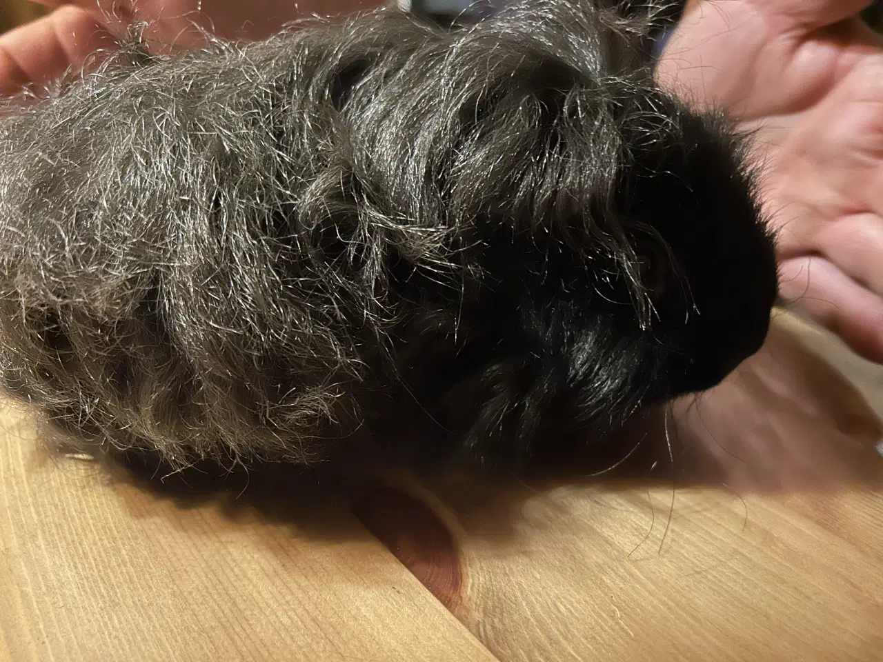 Billede 1 - Langhåret marsvin med stamtavle