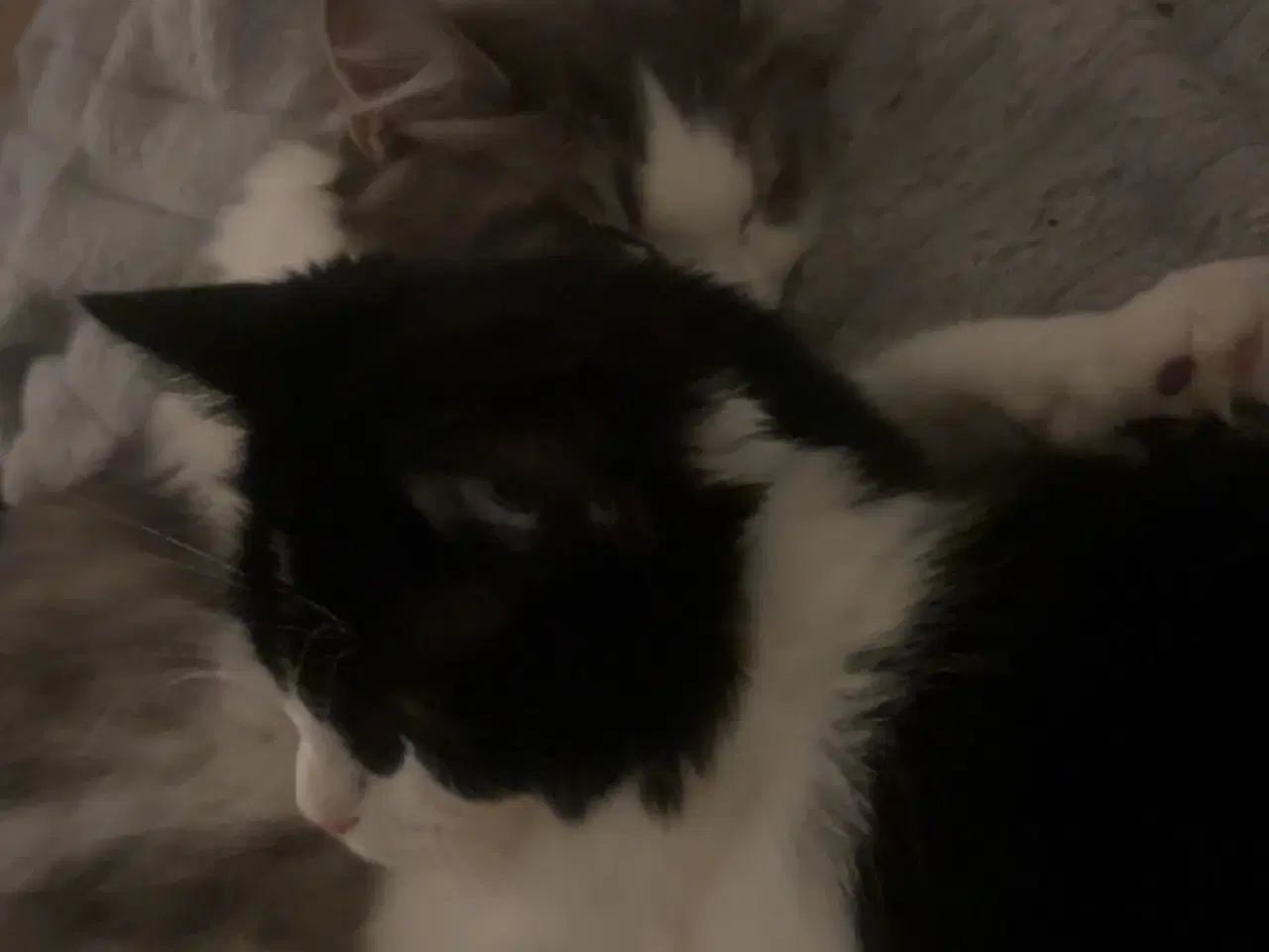 Billede 3 - Flotte main coon blandnings killinger