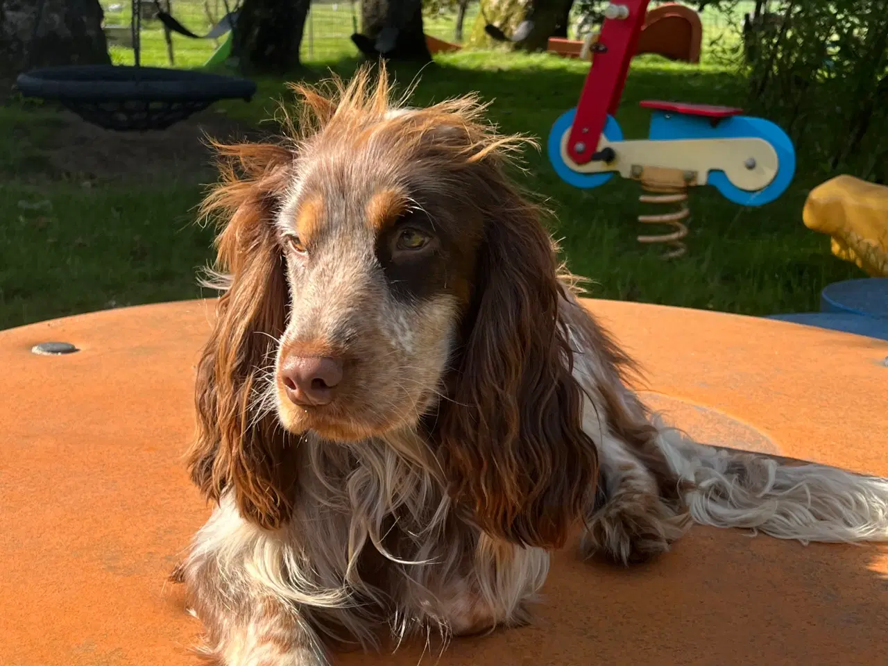 Billede 5 - Cocker spaniel 