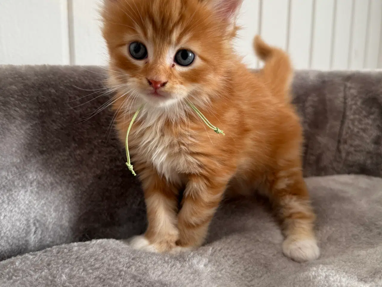 Billede 2 - Maine coon killinger uden tavle