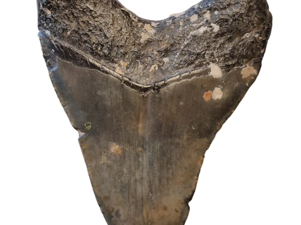 Billede 2 - Megalodon tand 10,5 cm