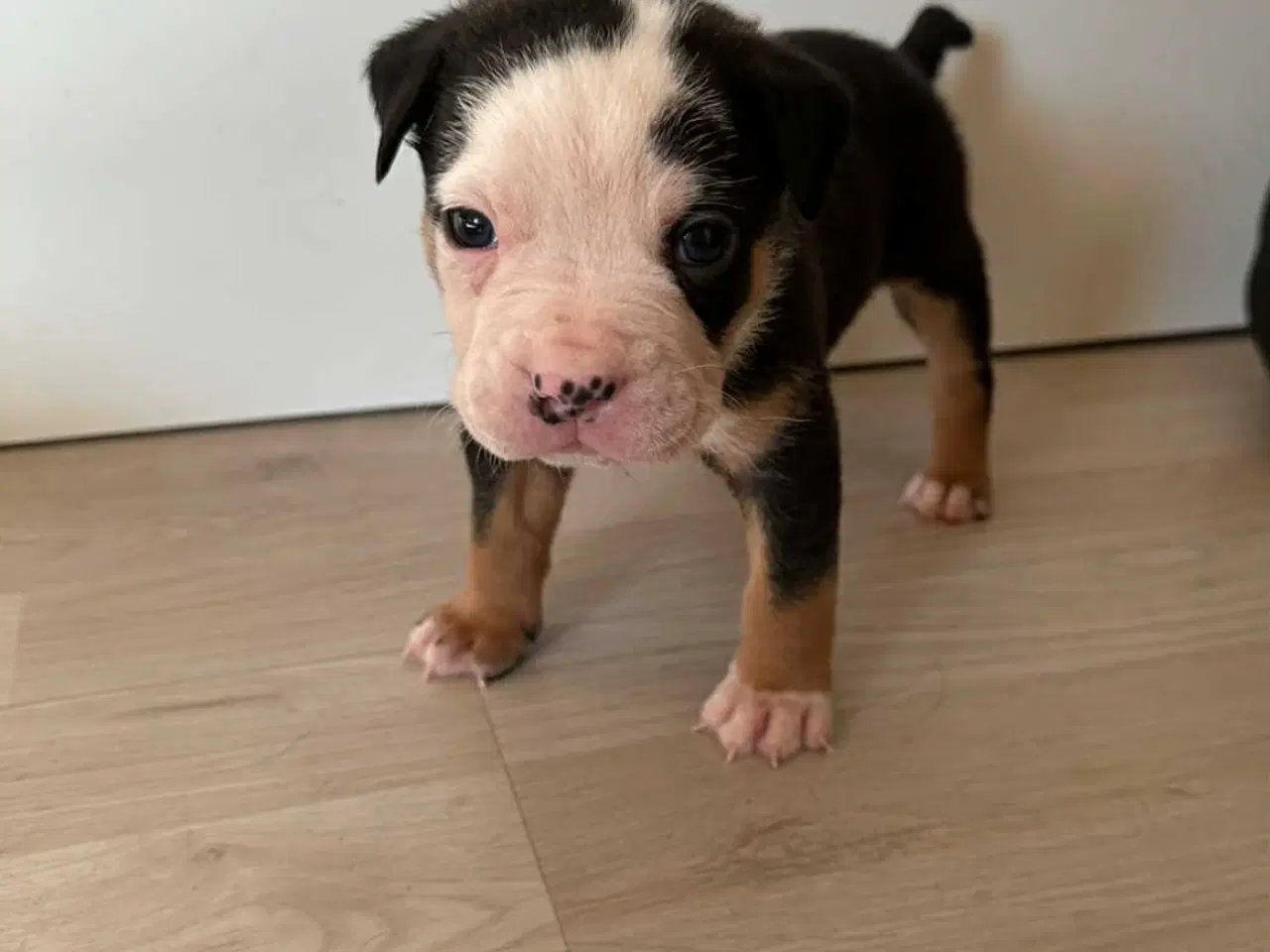 Billede 9 - Bull-Aussie