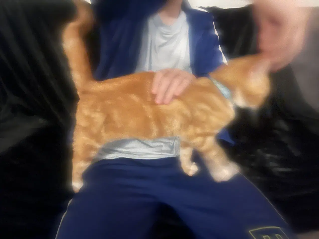 Billede 9 - Smukke Indendørs killinger