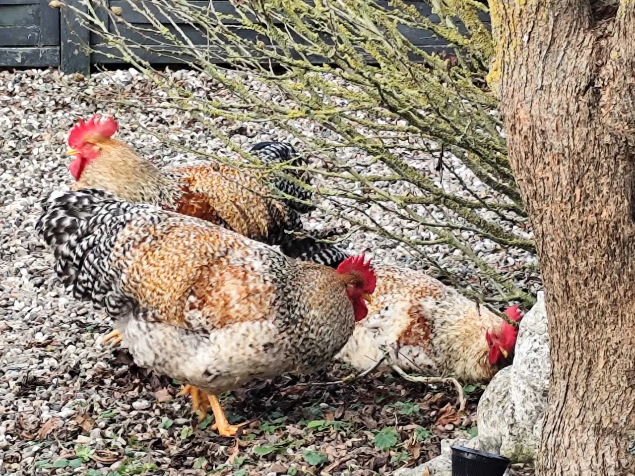 Billede 2 - Bielefelder haner 