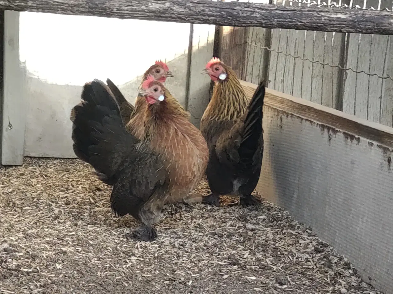 Billede 1 - Havehøns