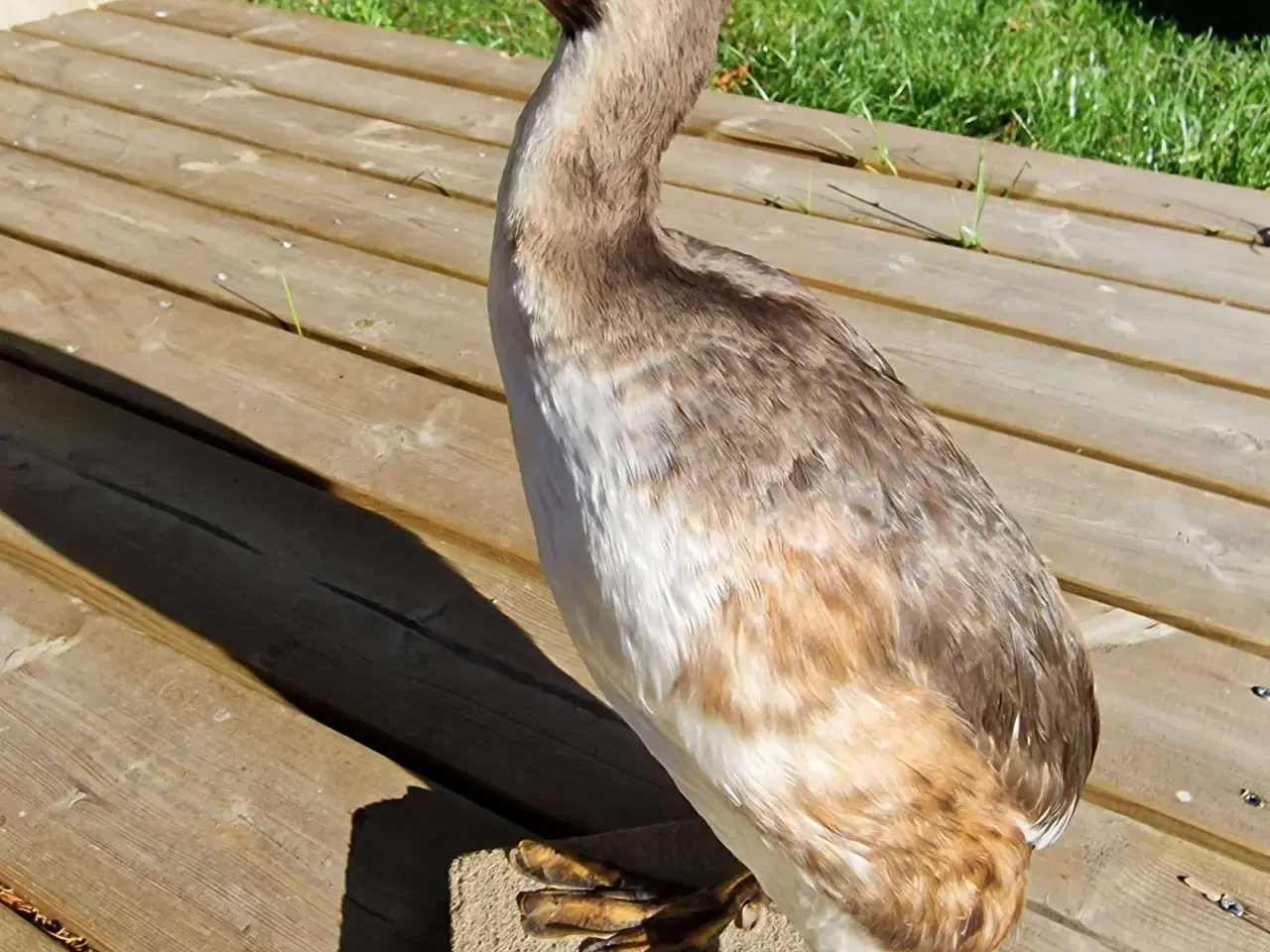 Billede 4 - Toppet lappedykker, udstoppet, sælges