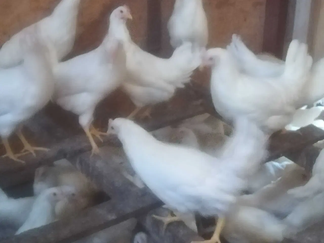 Billede 3 - Rigtig god ægge lægger hvide Italiener Lohmann 