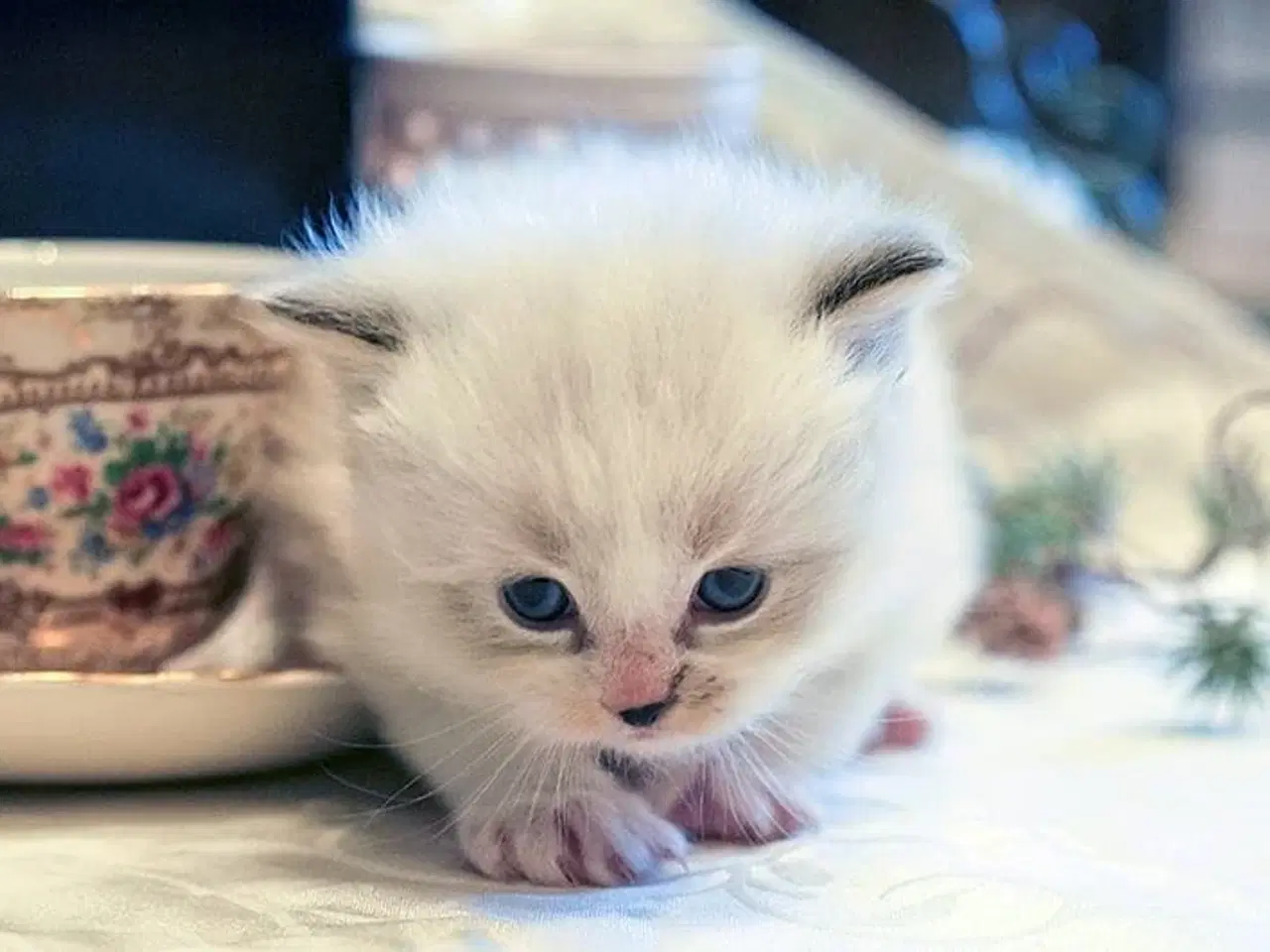 Billede 3 - Lækker ragdoll dreng med sjælden maske