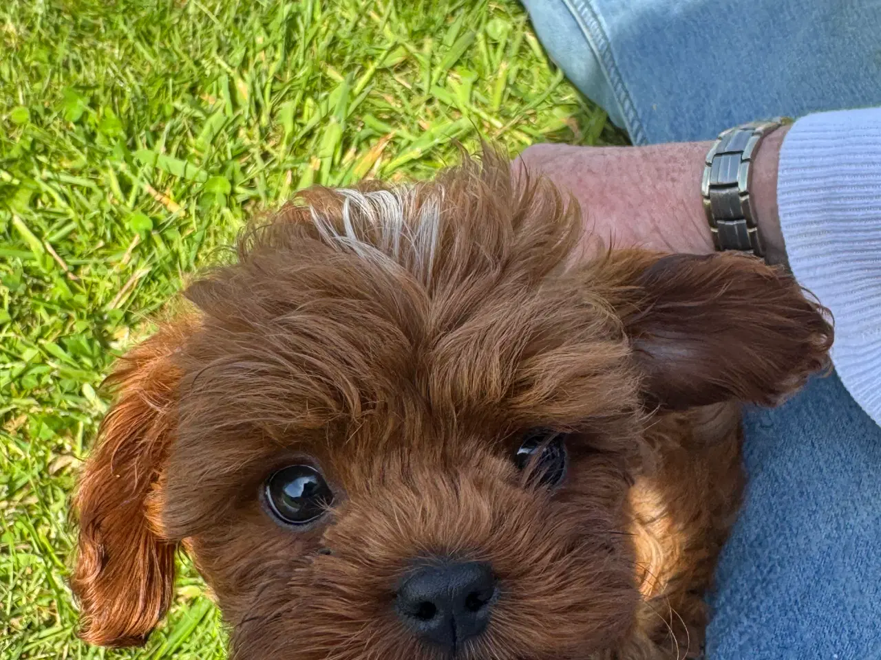 Billede 13 - Cavapoo Rejseklar 
