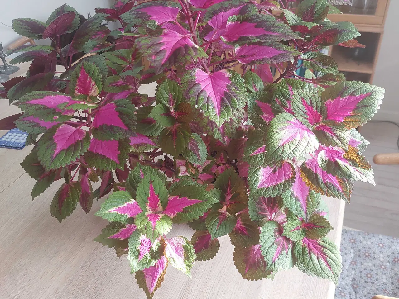 Billede 1 - stor dekorativ stueplante