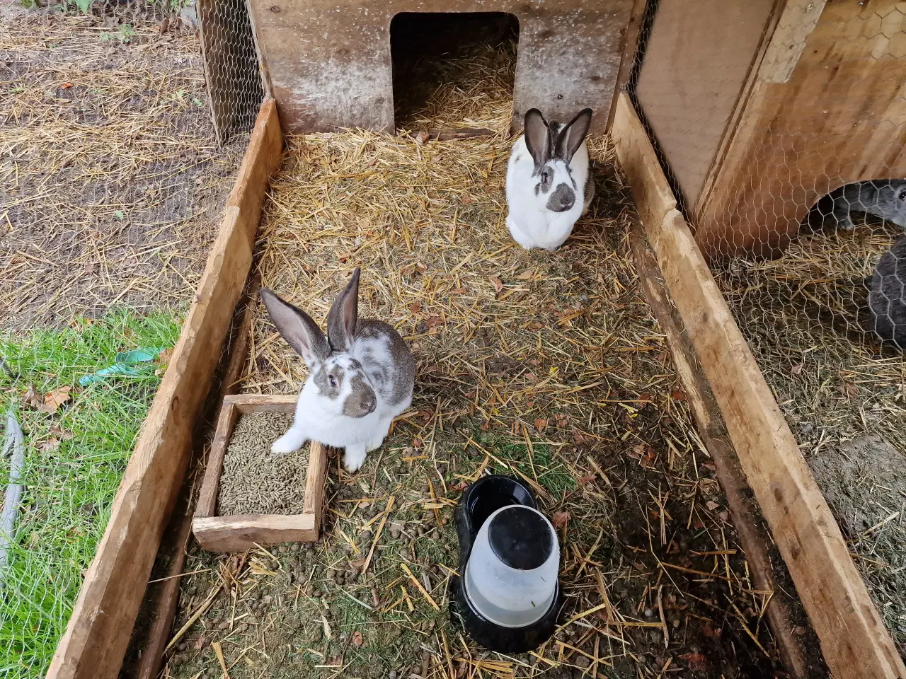Billede 2 - 9 kanin unger 14 uger. 