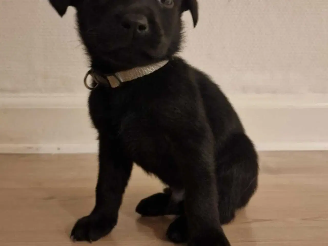 Billede 2 - Labrador søger ny mad far.